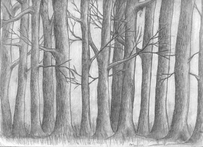 Смешанный лес рисунок карандашом - 54 фото