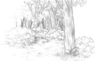 Рисунки леса для срисовки (87 фото)