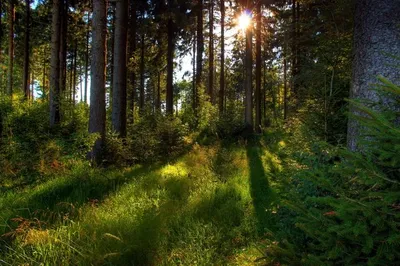 Лес летом с зелеными растениями и деревьями | Премиум Фото