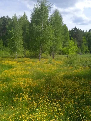 Русский лес летом - красивые фото