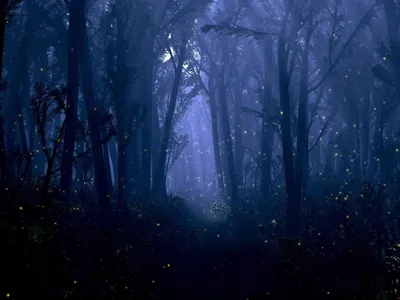Леса ночью картинки