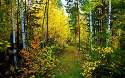 Леса России.. Фотограф Андрей Грачев