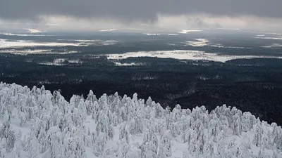 Широколиственные леса рисунок - 42 фото