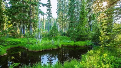 Лес и Лесовосстановление в России | Пресса Сегодня ✓ | Дзен