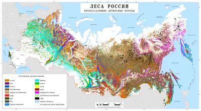 Леса России – Новые Ведомости