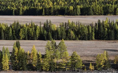 Власти создадут общедоступную карту лесов России — РБК