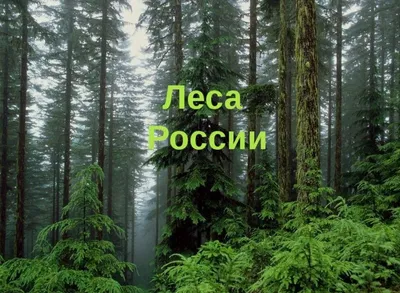 Россия: масштабная вырубка лесов вредит экологии, особо не помогая  экономике | Eurasianet