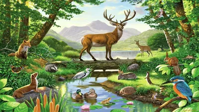 Животные в лесу рисунок - 62 фото