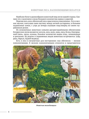 Животные леса мультфильма Дикий медведь, смешная белка и милые птицы на  иллюстрации предпосылки вектора детей деревьев лесов Иллюстрация вектора -  иллюстрации насчитывающей гриб, флористическо: 148009375