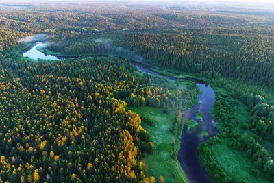 Некогда скучать: Северные хвойные леса (тайга). ТЗ