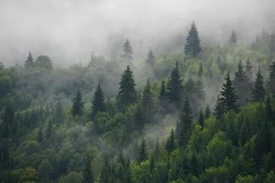 Фотообои "Хвойный лес в тумане" - купить в интернет-магазине Ink-project с  быстрой доставкой