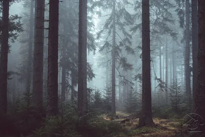 Картины Деревья "Сосновый лес в тумане" - арт 009007000 | Купить в  интернет-магазине Фото в дом - Фото в дом