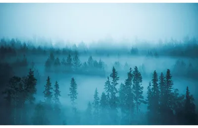 Купить фотообои Лес в голубом тумане арт. 102062 на стену: цены, фото,  каталог - интернет-магазин «LIKE»