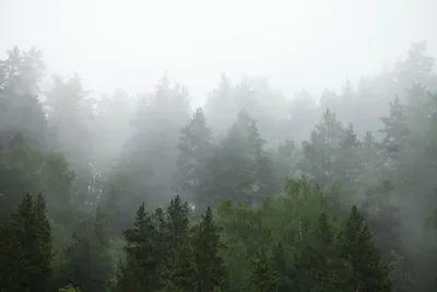 Фотообои "Лес в тумане" - купить в интернет-магазине Ink-project с быстрой  доставкой