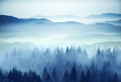 Скачать картинки Туман в лесу, стоковые фото Туман в лесу в хорошем  качестве | Depositphotos