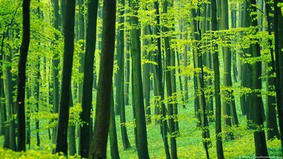 Старые буковые леса в Германии – DW – 