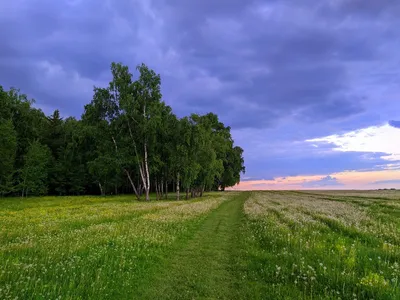 Структура леса