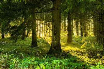 Исследование: леса в Баварии здоровее, чем в целом по стране