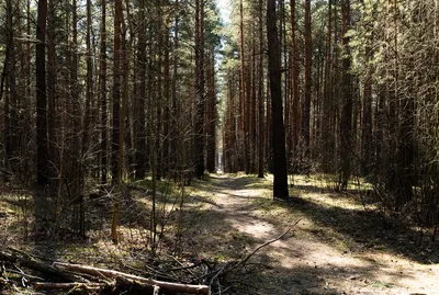 Щепки летят: в Европе вырубают леса - , Sputnik Латвия