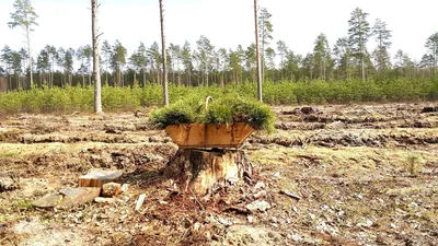 Итоги проведения Международного дня леса в Чувашской Республике | ГАНОУ  «Центр одаренных детей и молодежи «Эткер» Минобразования Чувашии