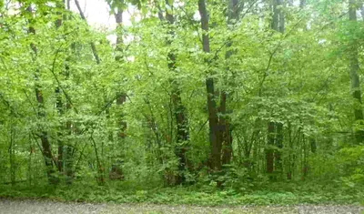 Лещина обыкновенная (CORYLUS AVELLANA)