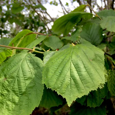 Лещина крупная 'Purpurea' | Купить саженцы по выгодной цене с доставкой в  питомнике Алексеевская Дубрава