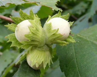 Лещина обыкновенная ф. пурпурная (Corylus avellana Atropurpurea) (фундук,  лесной)