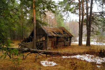  - День лешего