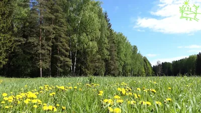 Лесная Поляна -Отдых в Бетте | Gelendzhik