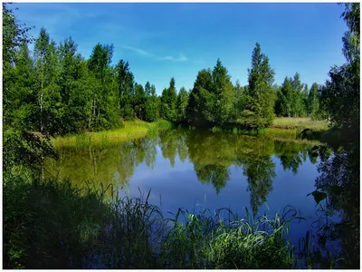 Озеро Лесное в Ленинградской области