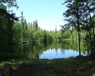 Нашли «тайное» лесное озеро возле Уручья