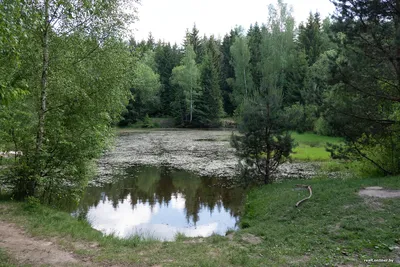 Лесное озеро VOYE1, Волков Ефим - печатаные картины, репродукции на холсте  на UkrainArt