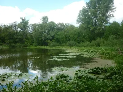 Файл:Лесное озеро с высоты - panoramio -  — Википедия