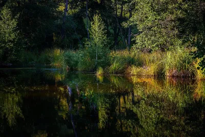 Картина «Лесное озеро». Размер: 55x70 (см). Художник Dmitry Des - Купить  онлайн с доставкой в онлайн-галерее 