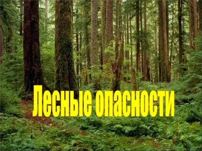 Презентация "Лесные опасности"