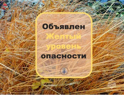 Презентация "Лесные опасности" (2 класс) по окружающему миру – скачать  проект