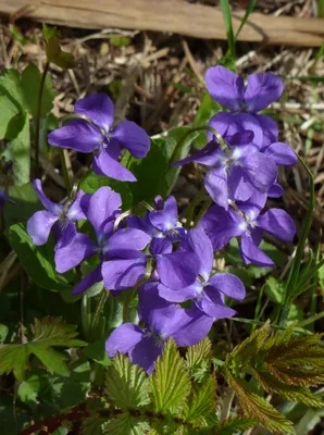 Фиалки, лесные цветы, дикорастущая фиалка, опушка леса, violets | Фиалки,  Цветы, Растения