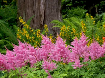 Фиолетовые весенние лесные цветы (46 фото) - 46 фото