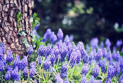 Фото: *Лесные цветы*. автор Lihgra Adventure. Природа. Фотосайт Расфокус.ру