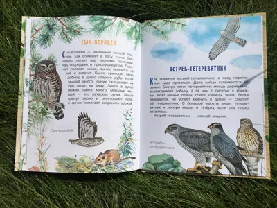 Купить книгу Следы. Жизнь зверей и птиц в картинках и небольших рассказах —  цена, описание, заказать, доставка | Издательство «Мелик-Пашаев»