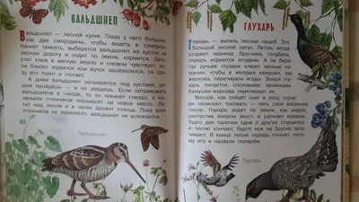 Купить книгу Следы. Жизнь зверей и птиц в картинках и небольших рассказах —  цена, описание, заказать, доставка | Издательство «Мелик-Пашаев»