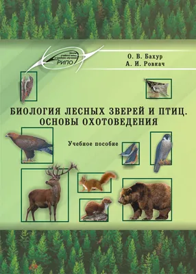 Сказки Покачевского леса. Про взаимодействие видов птиц и животных. | Путей  всегда несколько | Дзен