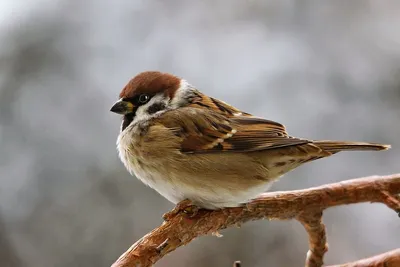 🐦Тест: выбранная сойка, как птица счастья завтрашнего дня, просияет  посвистом звеня, ближайший зимний прогноз | ХНА | Дзен