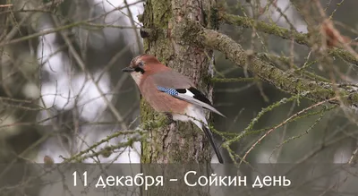 Птицы с хохолком: названия, описание, ареалы обитания - 