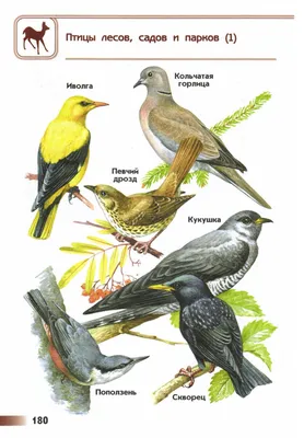 Птицы лесов, садов и парков - описание и фото - ОМ Плешаков