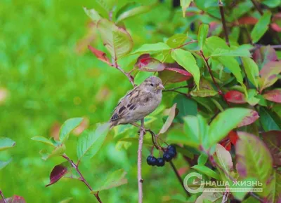 Корм для птиц Рио для лесных Rio Wild Birds - «Основа рациона моих  урагусов: высокое качество, разнообразный состав» | отзывы