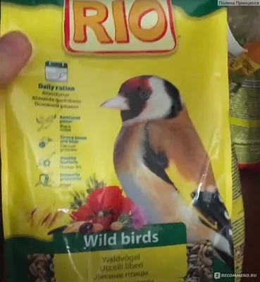 Не покупайте лесных птиц на Благовещение!!! | Пикабу