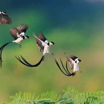 Летающие птицы - 63 фото: смотреть онлайн