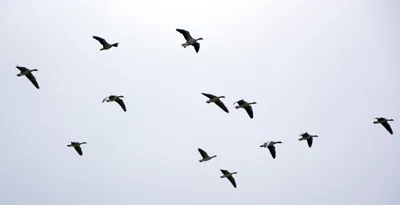 Вымершие энанциорнисы могли летать не хуже современных птиц