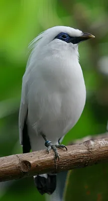 Rare birds, Birds, Pet birds